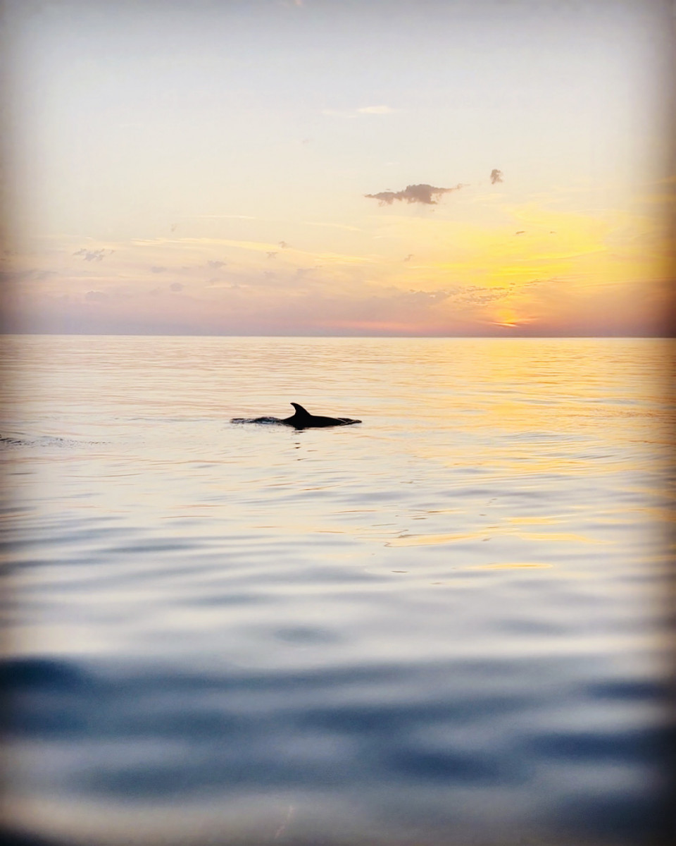 dauphins-coucher-de-soleil-42430